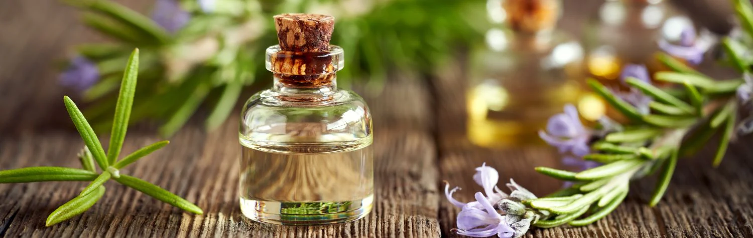 The Potent Power Of Rosemary Oil: From Hair Growth To Mental Clarity 